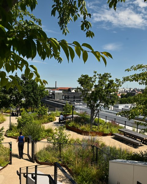 "Erhöhter Blick auf einen begrünten Dachgarten mit natürlichen Wegen, diversen Stauden, Gräsern und jungen Bäumen. Ein einzelner Besucher läuft durch den Garten. Rundherum moderne Gebäude mit Glastüren, Metallgeländer und Sichtbeton. Im Hintergrund urbane Stadtlandschaft mit Dächern verschiedener Gebäude und klarem Himmel."