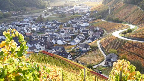 Blick über herbstlich gefärbte Weinberge hinab auf eine Ortschaft in einem sonnigen Flusstal.