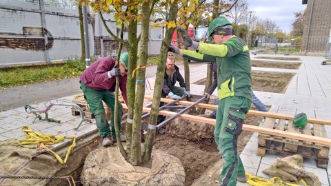 Drei Arbeitende in grüner Arbeitskleidung versetzen einen großen Baum mit sichtbarem Wurzelballen in ein ausgehobenes Pflanzloch. Holzrahmen stabilisieren die Position. Eine gelbgestreifte Messlatte dokumentiert die Platzierung. Herbstlich gefärbte Blätter liegen auf dem Boden. Backsteinfassaden und gepflasterte Stadtplatzfläche im Hintergrund.