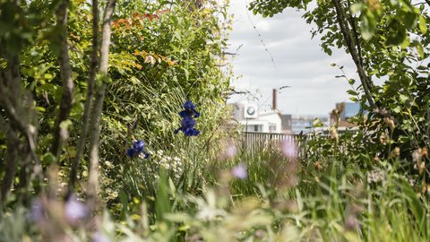 Natur, im Hintergrund ist eine Stadt zu erkennen