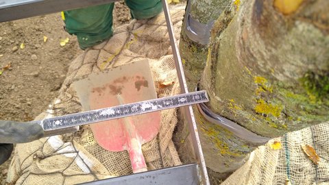 Nahaufnahme eines Baumwurzelballen in Pflanzgrube mit weißem Messstab zur Dokumentation. Der graubraune Erdballen ist mit Jute-Tuch verpackt. Metallrahmen und gelbfarbene Sicherungsseile halten die Position. Moosbelag und Flechten überziehen teilweise die Wurzeloberfläche.