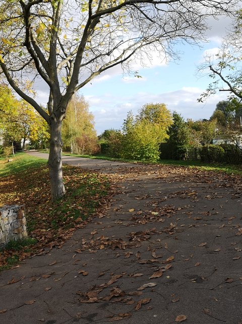 Begrünter Fuß- und Radweg durch eine Parkanlage mit großen Bäumen, herbstlichem Laub und einer niedrigen Gabionenmauer.