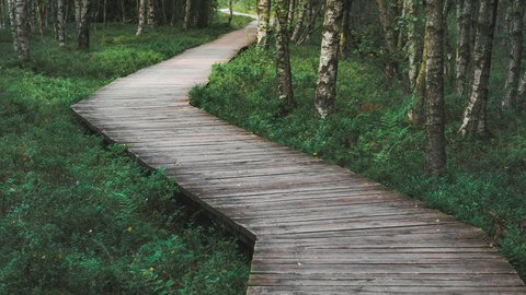 Ein schmaler, gewundener Holzsteg schlängelt sich durch einen dichten, grünen Birkenwald.