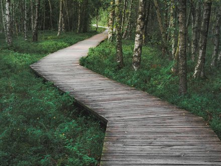Ein schmaler, gewundener Holzsteg schlängelt sich durch einen dichten, grünen Birkenwald.