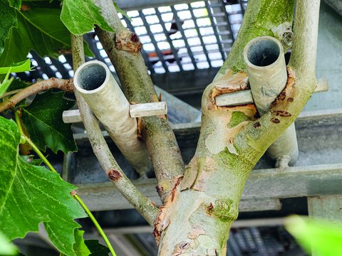 Detailaufnahme eines schlanken Baumstammes mit zwei parallel angebrachten weißen Kunststoffrohren als Rankhilfen. Die Rohre zeigen Rostflecken und Verfärbungen. Der Stamm ist teilweise von Moos überwachsen. Grüne Blätter einer Kletterpflanze umrahmen das Bild links. Im Hintergrund das Gitterwerk eines Gewächshausdaches.