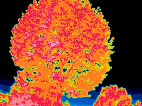 "Thermografische Wärmebildaufnahmen, die Temperaturverteilungen zeigen. Die Farbcodierung reicht von dunkelblau (kühl) über grün, gelb und orange bis zu rosa und rot (sehr heiß). Die Aufnahmen visualisieren die Wärmestrahlung unterschiedlicher Objekte oder Bereiche."