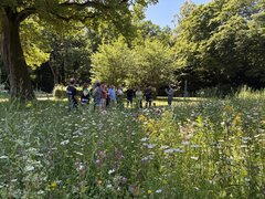 Eine Gruppe von etwa zehn Personen steht auf einem Pfad inmitten einer hohen Wildblumenwiese mit weißen Gänseblümchen und lila Blüten. Ein großer, alter Baum steht links, dahinter dichte grüne Bäume. Die Menschen schauen zu einer Person, die etwas erklärt.