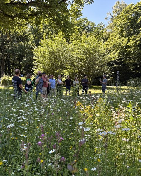 Eine Gruppe von etwa zehn Personen steht auf einem Pfad inmitten einer hohen Wildblumenwiese mit weißen Gänseblümchen und lila Blüten. Ein großer, alter Baum steht links, dahinter dichte grüne Bäume. Die Menschen schauen zu einer Person, die etwas erklärt.
