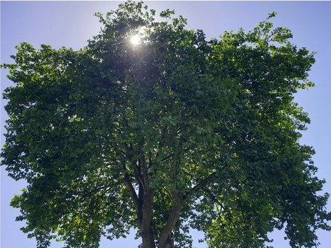 Großer Laubbaum mit dichtem Blätterdach vor blauem Himmel.