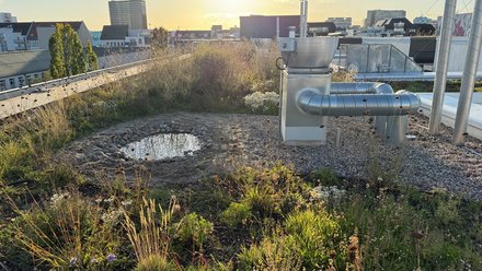 Begrüntes Dach mit Wildpflanzen, Kiesflächen und technischer Dachinstallation bei tiefstehender Sonne.