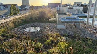 Begrüntes Dach mit Wildpflanzen, Kiesflächen und technischer Dachinstallation bei tiefstehender Sonne.