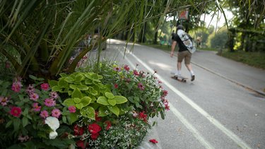 Verkehrsberuhigte Straße mit Begrünung und einem Skateboard Fahrer im Hintergrund.