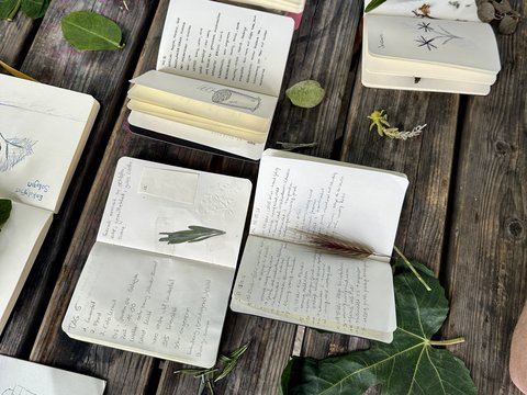 Nahaufnahme von Notizbüchern mit botanischen Skizzen, Handschriften und eingeklebten Pflanzen auf einer Holzoberfläche, ergänzt durch lose Blätter und grüne Blätter.