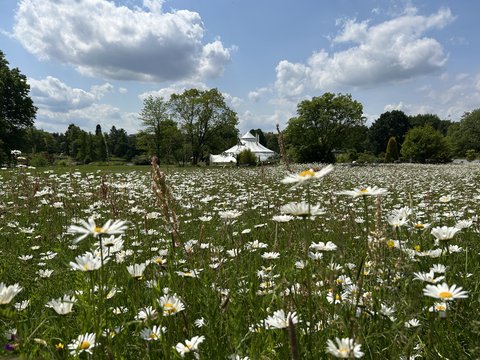  Ein weiter Blick über eine Wiese, die dicht mit weißen Gänseblümchen bewachsen ist. Im Hintergrund steht ein großes, weißes Spitzdach-Festzelt, umgeben von hohen grünen Bäumen. Der Himmel ist blau mit einigen weißen Wolken.