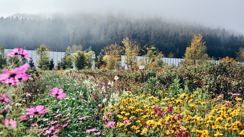 „Eine bunte Blumenwiese mit rosa und gelben Blüten im Vordergrund, dahinter ein helles Gebäude und junge Bäume vor einem nebligen Waldhang.“