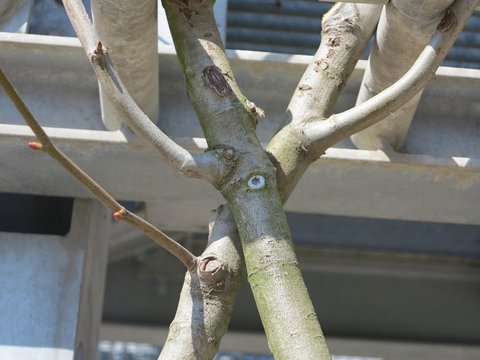 Nahaufnahme einer Y-förmigen Baumastgabelung mit graubraun gefärbter Rinde. Die Äste zeigen Moosbelag in Grün und Grau. Mehrere rötliche Knospen sind sichtbar. Ein runder blaugrauer Kronenschutzanker ist in der Gabelungsmitte installiert. Im unscharfen Hintergrund sind weiße Betonelemente sichtbar.