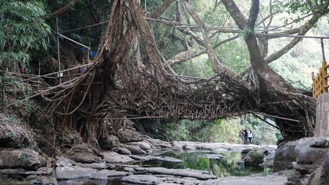 Natürliche Brücke aus verwobenen Baumwurzeln über einen flachen Waldbach. Der Durchgang wird von mächtigen Baumstämmen und dichtem Blattwerk gerahmt. Graue Felsen liegen im und neben dem Wasser. Personen stehen im Hintergrund auf dem Bachbett unter der Wurzelbrücke.