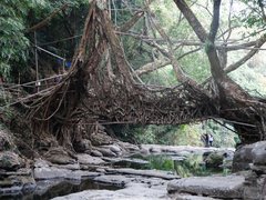 Natürliche Brücke aus verwobenen Baumwurzeln über einen flachen Waldbach. Der Durchgang wird von mächtigen Baumstämmen und dichtem Blattwerk gerahmt. Graue Felsen liegen im und neben dem Wasser. Personen stehen im Hintergrund auf dem Bachbett unter der Wurzelbrücke.