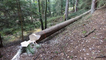 Frisch gefällter Nadelbaum liegt quer an einem Hang; sauberer Fällschnitt, Stamm mit Markierungsstreifen.