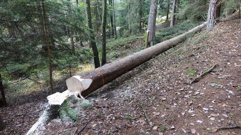 Frisch gefällter Nadelbaum liegt quer an einem Hang; sauberer Fällschnitt, Stamm mit Markierungsstreifen.