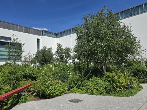 Der im Mai 2025 eröffnete Innenhof des Deutschen Hygiene-Museums Dresden