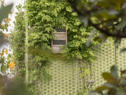 Fassadenbegrünung und ein Insektenhotel an einer Wand