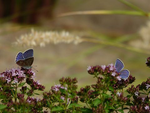Eine Nahaufnahme zeigt zwei Bläuling-Schmetterlinge, die auf blühendem Oregano mit kleinen lila Blüten sitzen. Die Schmetterlinge haben leuchtend blaue Oberflügel mit feinen dunklen Rändern. Der Hintergrund besteht aus unscharfen grünen und beigen Gräsern.