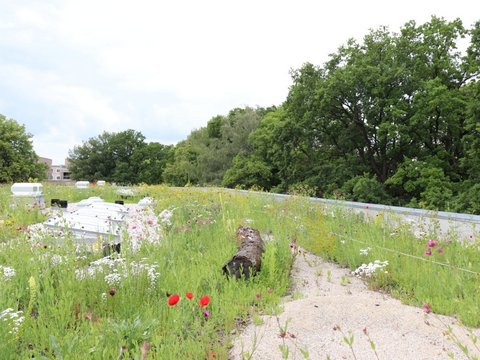 Dachgärten in der ökologischen Mustersiedlung im Prinz-Eugen-Park, München