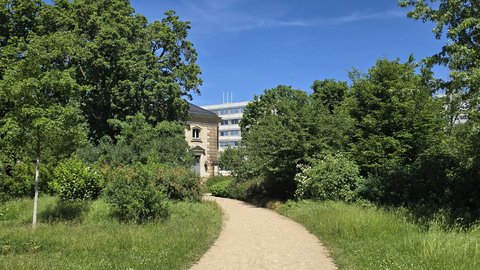 Sträucher im Blüherpark Dresden, Nordwestseite 