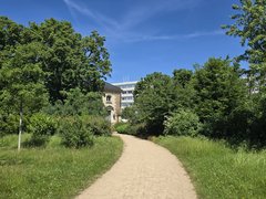 Sträucher im Blüherpark Dresden, Nordwestseite 