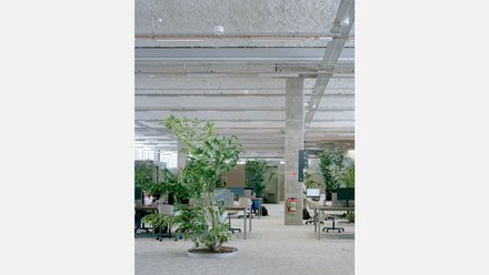 Innenansicht eines hellen Raumes mit großen Pflanzen, Schreibtischen und Stühlen. 