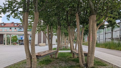 Gruppe mit etwa acht schlanken Birken mit charakteristischen weißen Stämmen und dunkelgrünem Blattwerk. Darunter eine lange Holzbank. Modernes Backsteingebäude links, Residential-Bebauung im Hintergrund, heller bewölkter Himmel.