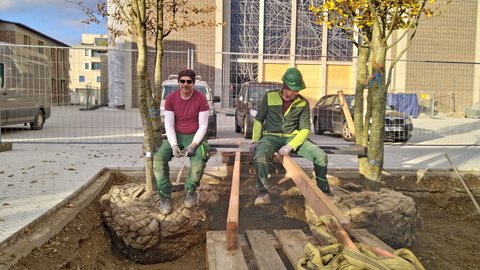 Zwei Landschaftsgärtner sitzen auf Holzbalken über einem frisch ausgehobenen Pflanzloch für zwei Bäume. Der linke Mann trägt ein weinrotes T-Shirt, grüne Latzhosen, einen dunklen Beanie und eine Sonnenbrille. Der rechte Mann trägt eine grüne Arbeitsjacke, grüne Latzhosen und einen grünen Schutzhelm. Die Bäume haben einen sichtbaren Wurzelballen, der mit Jute-Säcken geschützt ist. Im Hintergrund sind ein Backsteingebäude, mehrere Autos, ein weißer Lieferwagen und ein Metallzaun zu sehen. Der Boden besteht aus Erde und Holzpaletten.