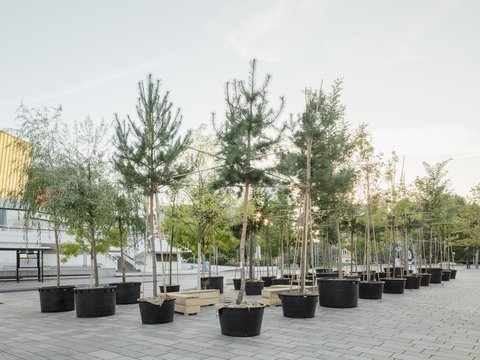"Mehrere Bäume und Sträucher in großen schwarzen Kübeln stehen auf einem gepflasterten Vorplatz, im Hintergrund ist eine helle Architektur mit gelber Fassade zu sehen."