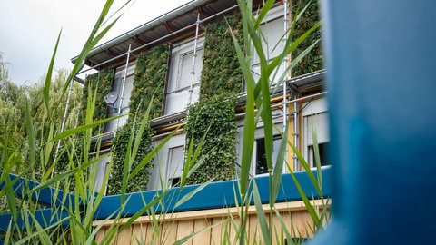 Nahaufnahme von Schilfhalmen im Vordergrund, dahinter modulares Gebäude mit Efeu-Wandbegrünung an Stahlrahmen-Fassade. Fenster mit Rollläden, gelbe und weiße Metallakzente. Der unscharfe Schilfbestand zeigt grüne Halme mit feinen Strukturen gegen die geometrisch begrünte Gebäudefront.