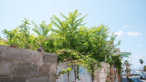 Grüne Sträucher wachsen über eine niedrige Mauer aus Betonsteinen an einem sonnigen Tag