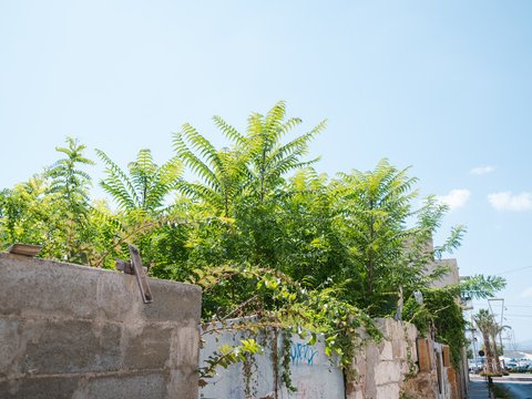 Grüne Sträucher wachsen über eine niedrige Mauer aus Betonsteinen an einem sonnigen Tag