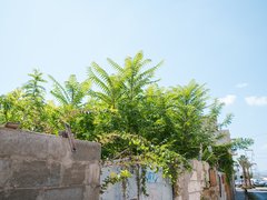 Grüne Sträucher wachsen über eine niedrige Mauer aus Betonsteinen an einem sonnigen Tag