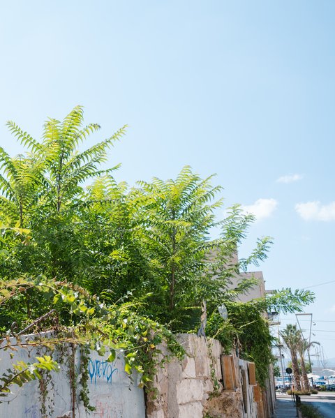 Grüne Sträucher wachsen über eine niedrige Mauer aus Betonsteinen an einem sonnigen Tag