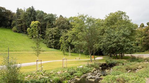Waldstück mit Wiese und Bäumen und Wanderweg. 