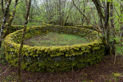 Runder, mit Moos bewachsener Steinwall in einem Wald mit jungen Bäumen