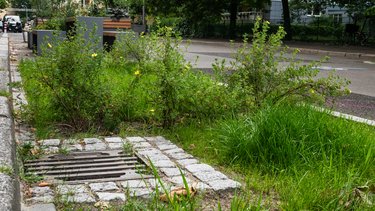Begrünter Straßenrand mit Sträuchern, hohem Gras und Entwässerungsrinne neben einer Fahrbahn.