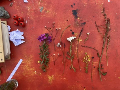 Auf einem verkratzten roten Tisch liegen nebeneinander verschiedene gepflückte Blumen, Gräser und Stängel, dazu vier rote Holzperlen, ein Haufen zerknülltes Papier und kleine Bastelmaterialien