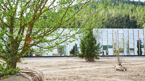 „Mehrere Bäume mit in Jute gewickelten Wurzelballen stehen auf einer unbepflanzten Erdfläche vor einem langen Gebäude mit Glasfassade zur Pflanzung bereit.“