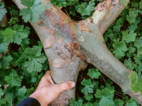 Kinderhand hält einen dünnen, grauen Baumzweig mit Rindenschaden in Rostbraun und Violett. Der Zweig ist umgeben von intensiv grünem Petersilienkraut mit charakteristischen gelappten Blättern.