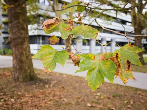 "Nahaufnahme von grünen und gelblich gefärbten Ahornblättern an dünnen Zweigen eines Baumes. Im unscharfen Hintergrund sind ein Gehweg und moderne weiße Wohngebäude zu sehen. Die Blätter zeigen erste Herbstverfärbungen mit rötlichen Flecken."