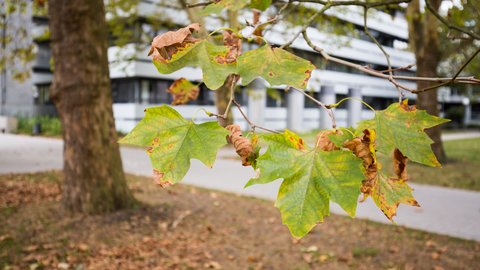 "Nahaufnahme von grünen und gelblich gefärbten Ahornblättern an dünnen Zweigen eines Baumes. Im unscharfen Hintergrund sind ein Gehweg und moderne weiße Wohngebäude zu sehen. Die Blätter zeigen erste Herbstverfärbungen mit rötlichen Flecken."