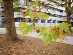 "Nahaufnahme von grünen und gelblich gefärbten Ahornblättern an dünnen Zweigen eines Baumes. Im unscharfen Hintergrund sind ein Gehweg und moderne weiße Wohngebäude zu sehen. Die Blätter zeigen erste Herbstverfärbungen mit rötlichen Flecken."