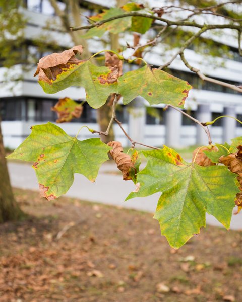 "Nahaufnahme von grünen und gelblich gefärbten Ahornblättern an dünnen Zweigen eines Baumes. Im unscharfen Hintergrund sind ein Gehweg und moderne weiße Wohngebäude zu sehen. Die Blätter zeigen erste Herbstverfärbungen mit rötlichen Flecken."