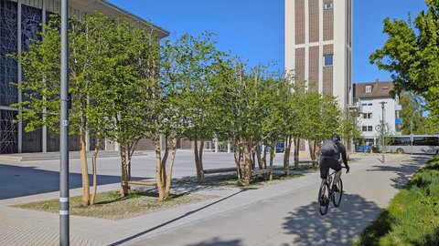Moderner öffentlicher Platz mit gepflanzter Gruppe junger Birken mit weißen Stämmen. Eine Radfahrerin in schwarzer Kleidung fährt auf einer Wege. Auf der linken Seite ist ein modernes Backsteingebäude teilweise sichtbar. Rechts verlaufen Gebäude und eine Bushaltestelle. Der Himmel ist strahlend blau.